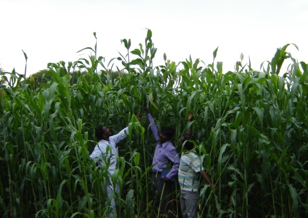 LRDTC KNPVC Fodder 02